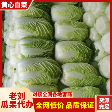 优选基地严选黄心白菜质量保证价格合理全国走货