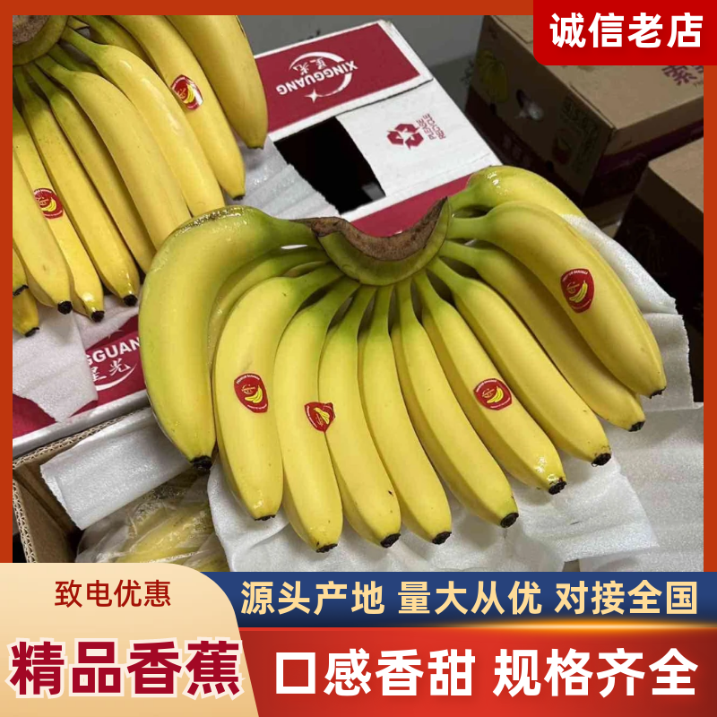 本公司常年大量供应：菲律宾，越南，柬埔寨，印尼，南美香蕉