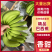 本公司常年大量供应进口香蕉，巴西蕉菲律宾，印尼，越南，南美