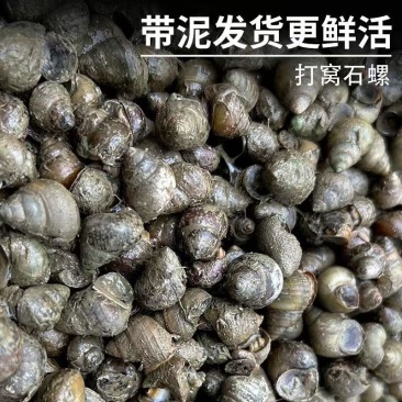 湖北黄冈新鲜石螺现捞现发钓鱼打窝专用品质上乘
