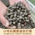 湖北黄冈新鲜石螺现捞现发钓鱼打窝专用品质上乘