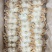 板冻蟹排1.75kg*2厂家直销