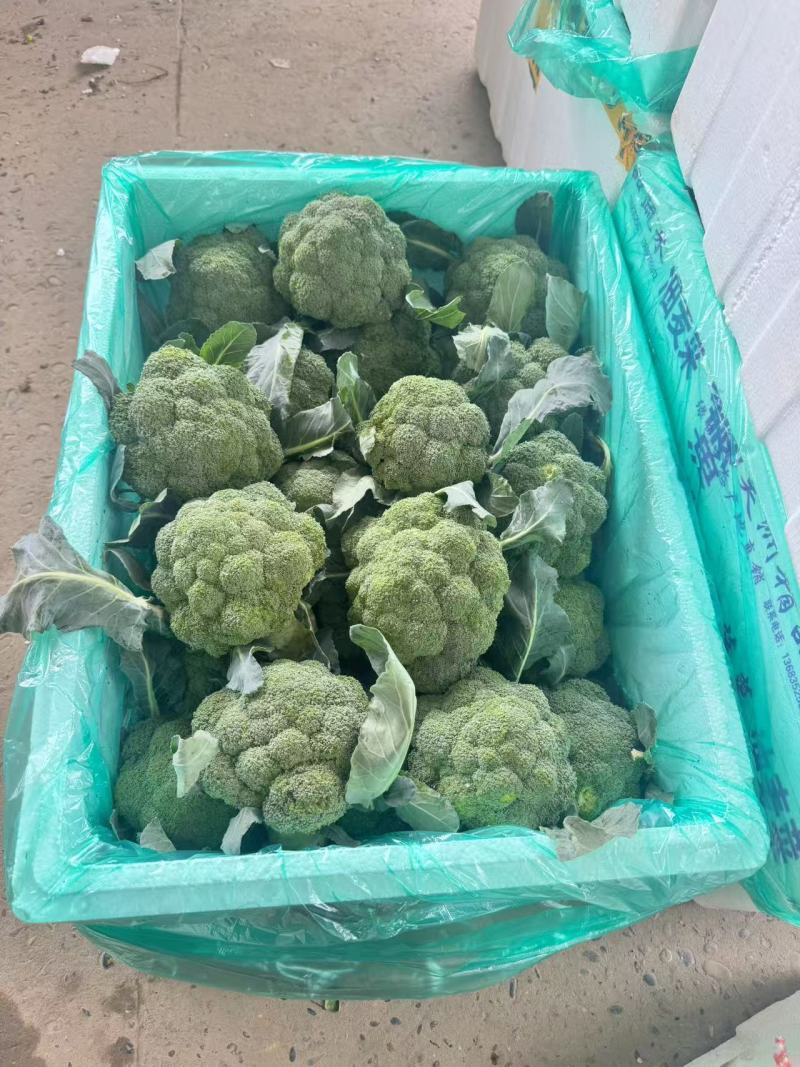 【优质推荐】西兰花湖北新鲜耐寒西蓝花量大质优支持视频看货