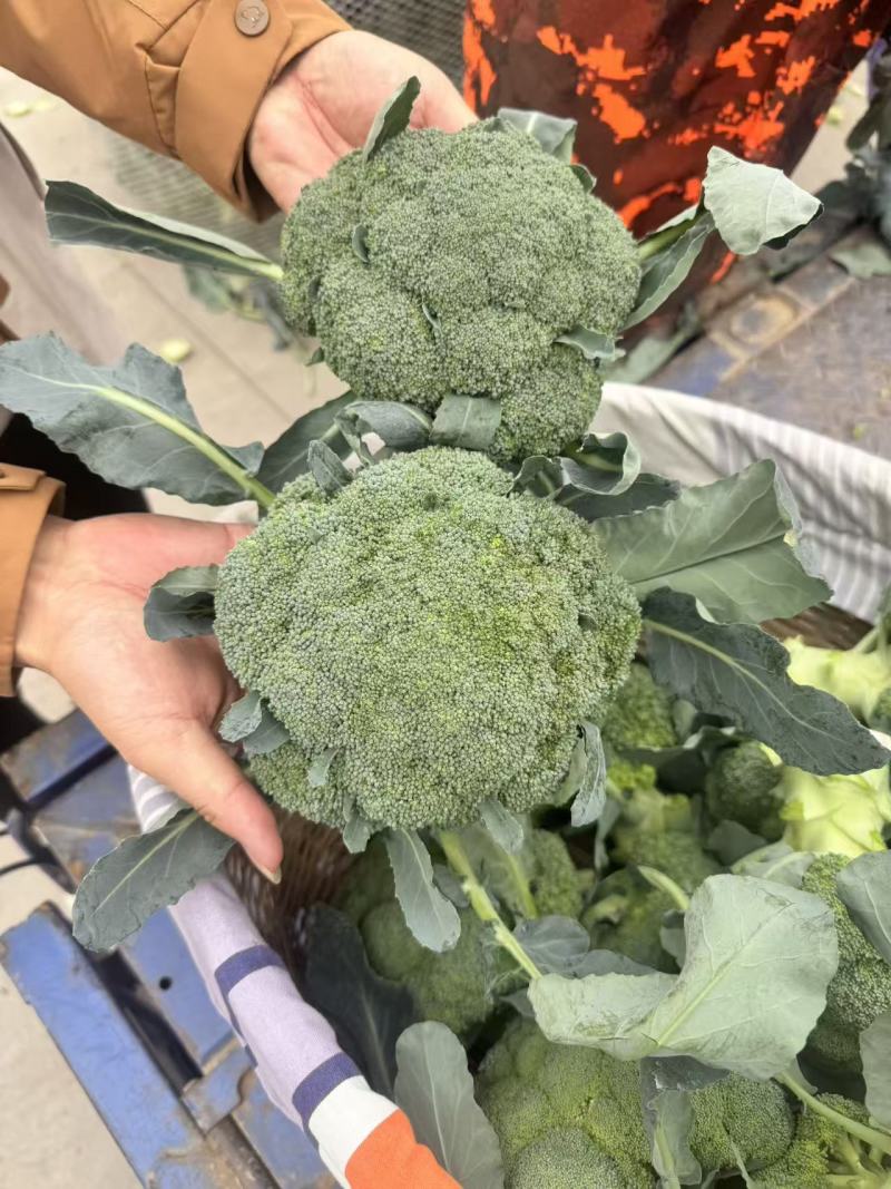 【优质推荐】西兰花湖北新鲜耐寒西蓝花量大质优支持视频看货