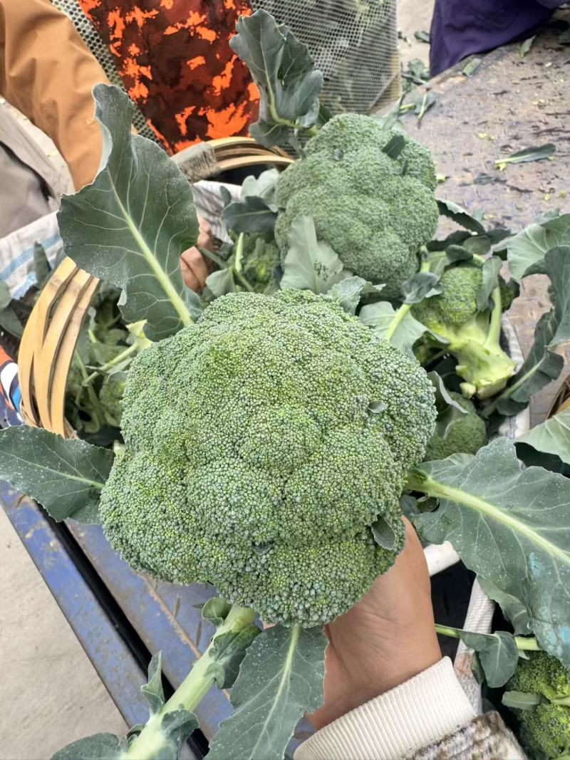 【优质推荐】西兰花湖北新鲜耐寒西蓝花量大质优支持视频看货