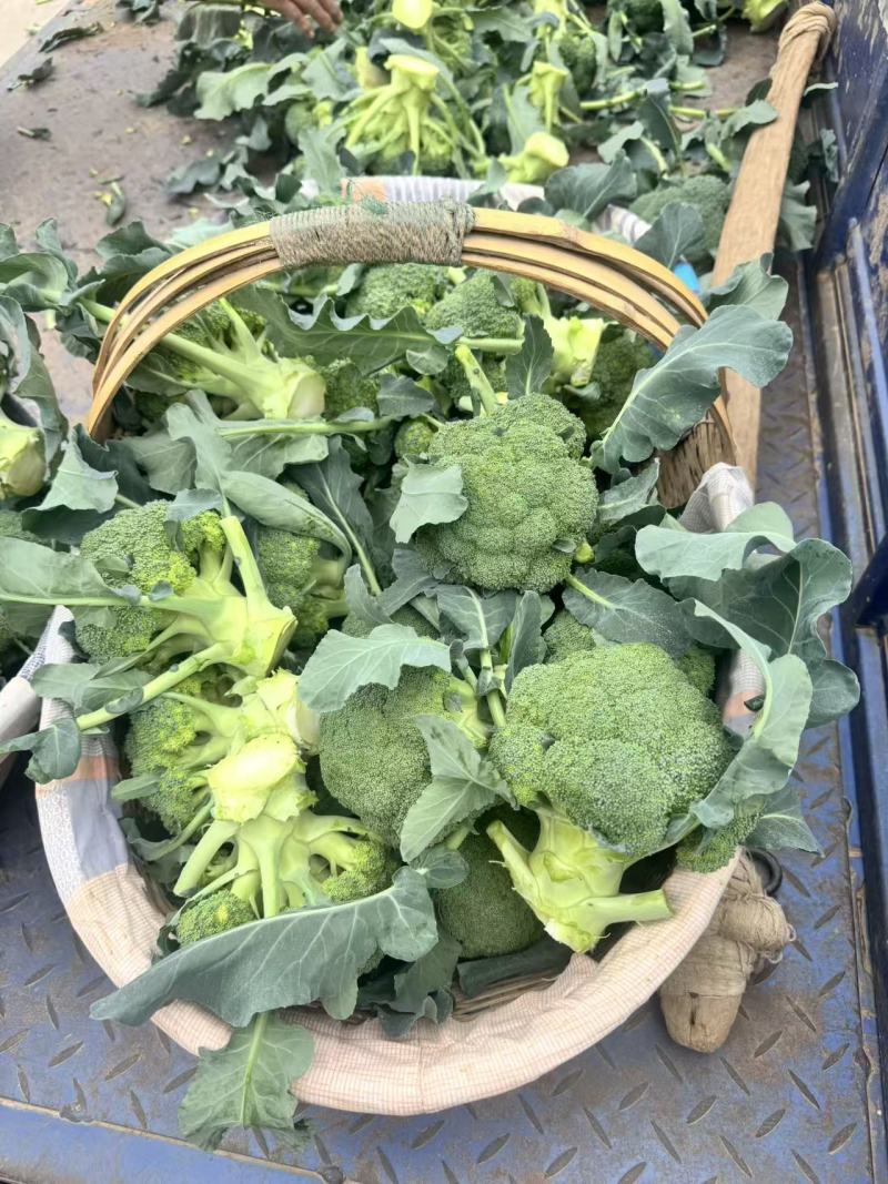 【优质推荐】西兰花湖北新鲜耐寒西蓝花量大质优支持视频看货