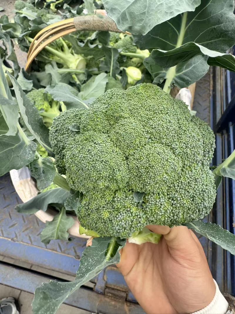 【优质推荐】西兰花湖北新鲜耐寒西蓝花量大质优支持视频看货