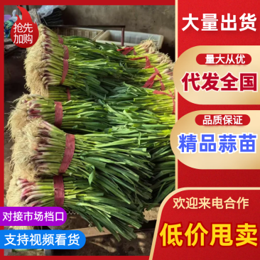 蒜苗红根蒜苗湖北蒜苗产地一手货源保质保量对接全国
