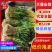 蒜苗红根蒜苗湖北蒜苗产地一手货源保质保量对接全国