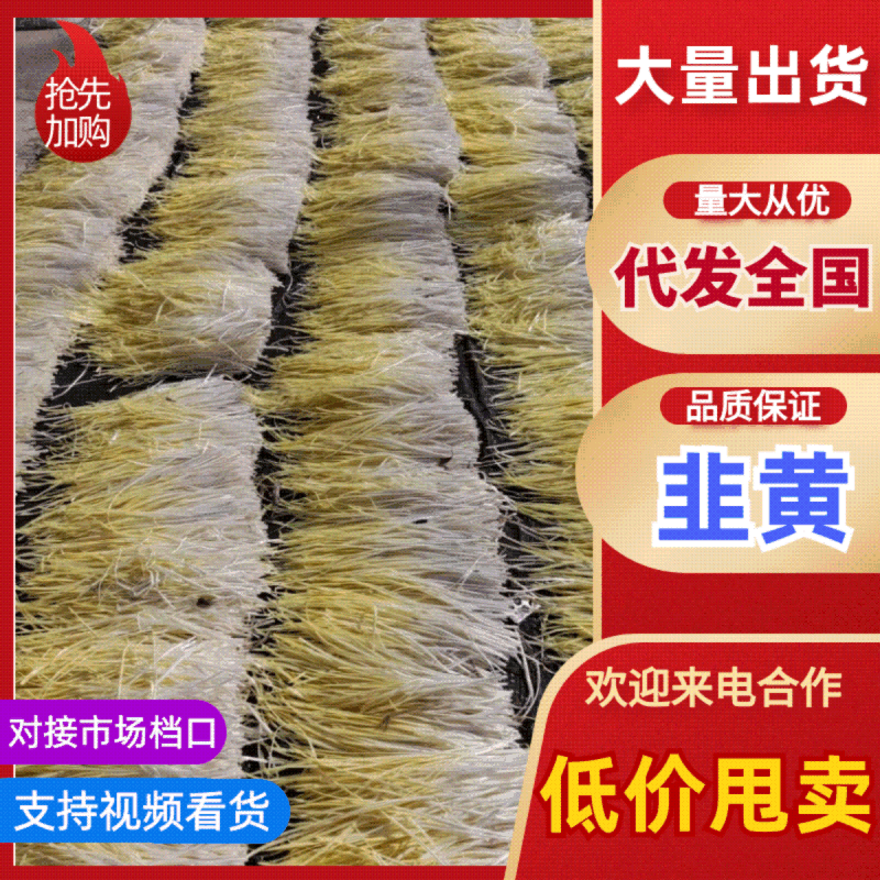 【热卖】地窖韭黄产地直销量大质优价格优惠欢迎采购