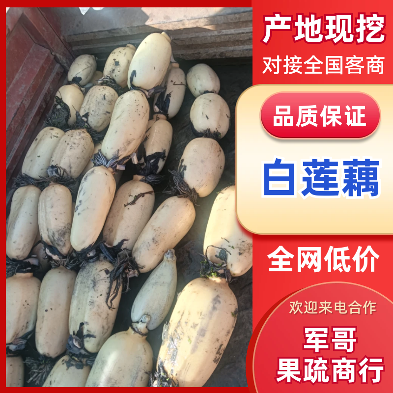 千亩莲藕，白莲藕质量好，藕面藕白欢迎选购
