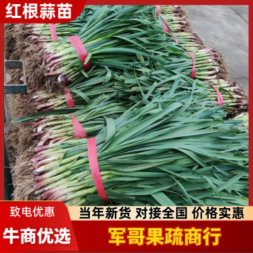 汉中洋县蒜苗，根红，叶绿，味道鲜美粗细场匀价钱适中。。