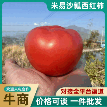 «一件代发»四川攀枝花米易沙瓤西红柿对接全平台团购微商
