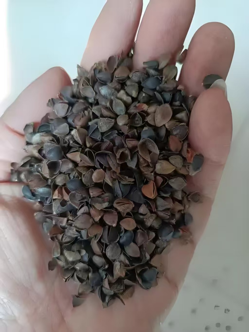 荞麦皮荞麦壳无尘无土无味无虫货源充足欢迎联系