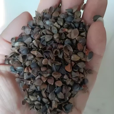 荞麦皮荞麦壳无尘无土无味无虫货源充足欢迎联系