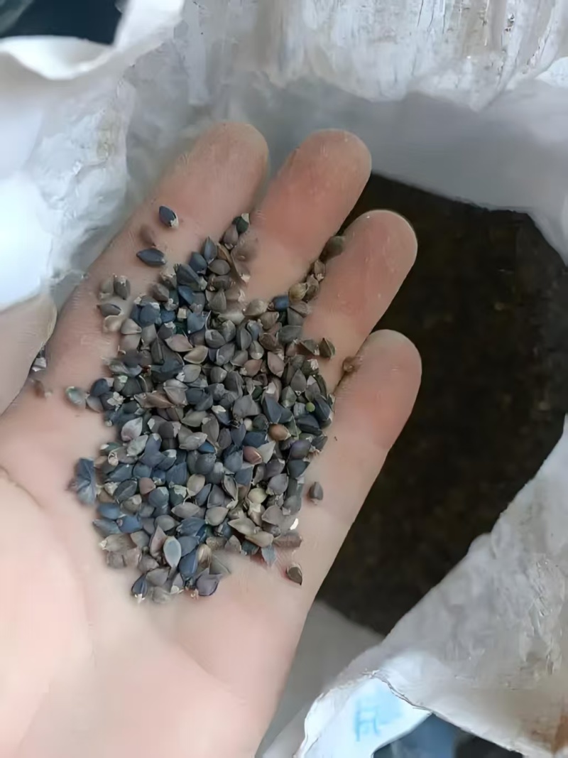 荞麦甜荞麦厂家直供量大从优价格实惠欢迎联系