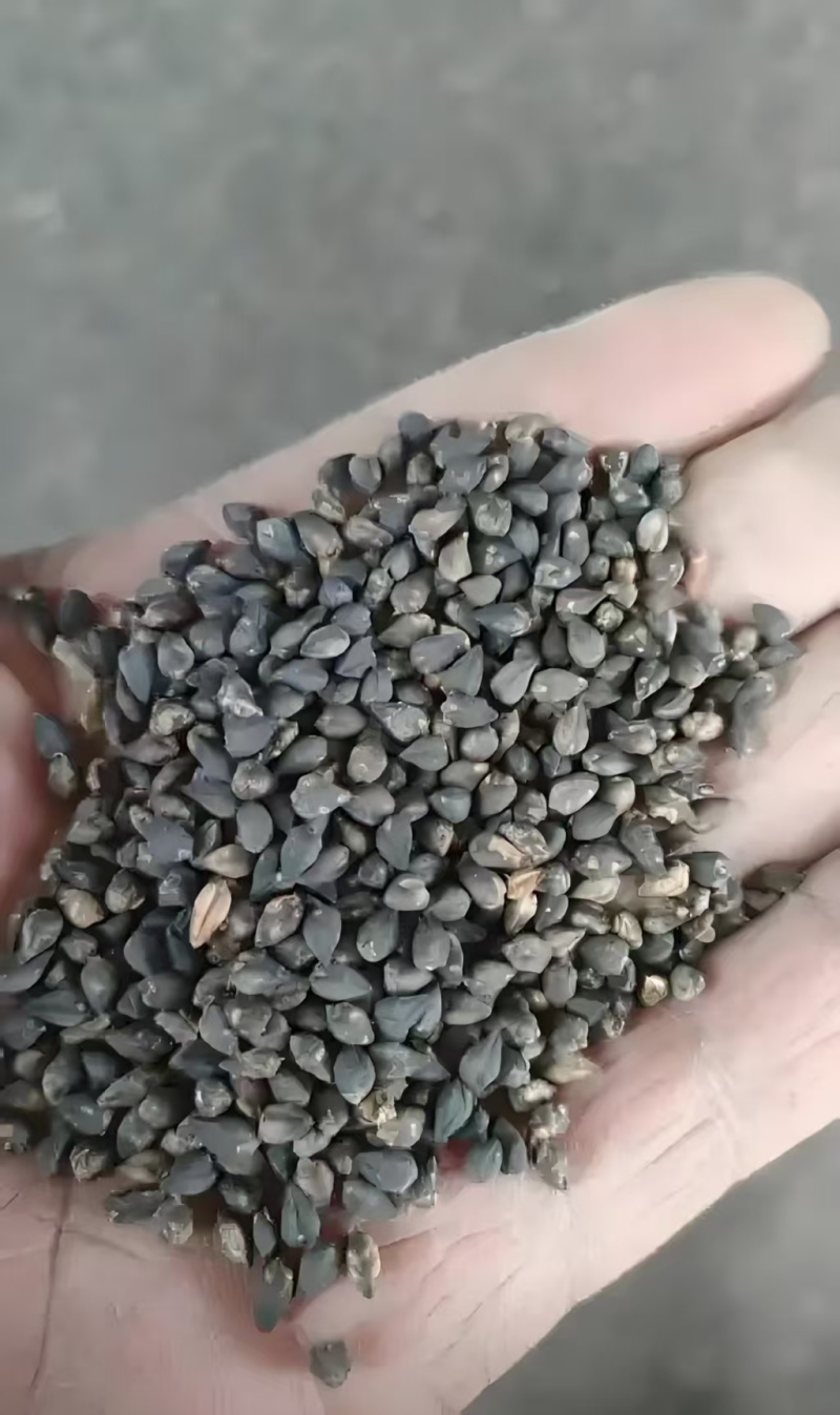 苦荞苦荞麦厂家直供量大从优价格实惠食品加工厂