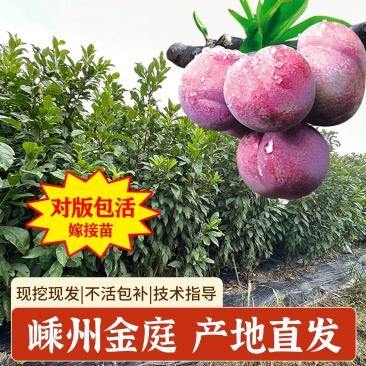 新品种正宗嵊州桃形李苗嫁接红心李子树果树苗对版包活