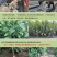 正宗浙江嵊州金庭桃形李子树苗红心桃李子树对版包活3年苗