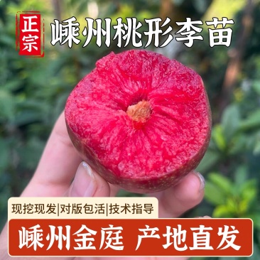 正宗浙江嵊州金庭桃形李子树苗红心桃李子树对版包活3年苗