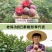 新品种正宗嵊州金庭桃形李苗嫁接红心李子果树对版包活2年苗