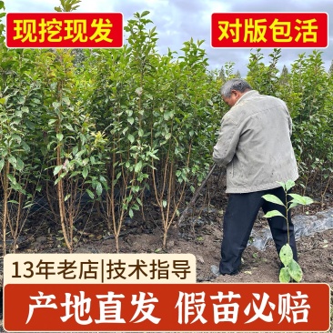 新品种正宗嵊州金庭桃形李苗嫁接红心李子果树对版包活2年苗