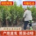 新品种正宗嵊州金庭桃形李苗嫁接红心李子果树对版包活2年苗