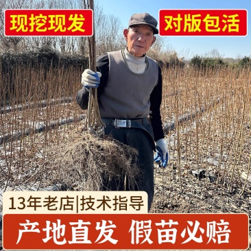 新品种正宗嵊州桃形李苗嫁接红心李子果树苗对版包活1年苗