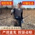 新品种正宗嵊州桃形李苗嫁接红心李子果树苗对版包活1年苗