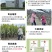 桃形李苗正宗嵊州金庭红心李子嫁接苗假一赔十对版包活