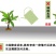 桃形李苗正宗嵊州金庭红心李子嫁接苗假一赔十对版包活