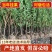 正宗嵊州金庭桃形李苗嫁接红心李子果树当年结果对版包活