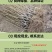 正宗嵊州金庭桃形李苗嫁接红心李子果树当年结果对版包活