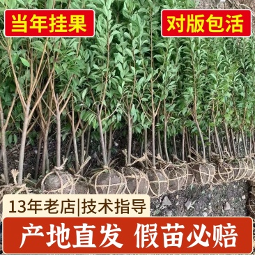 正宗嵊州金庭桃形李苗嫁接红心李子果树当年结果对版包活