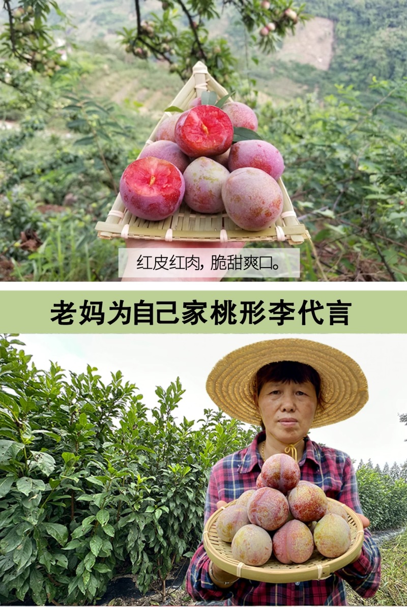 正宗嵊州金庭桃形李苗李子苗假一赔十对版包活产地直发