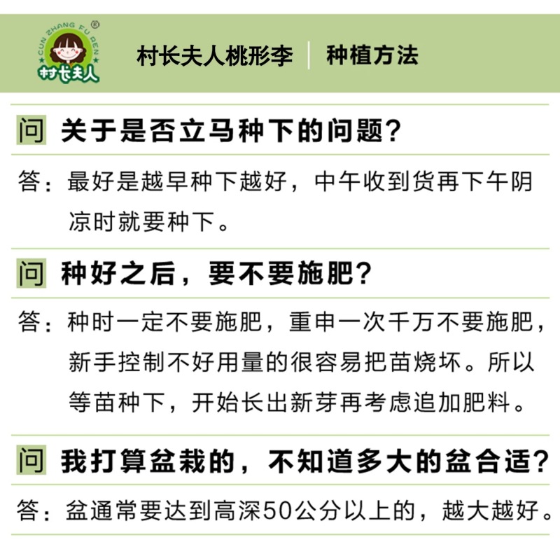 正宗嵊州金庭桃形李苗李子苗假一赔十对版包活产地直发