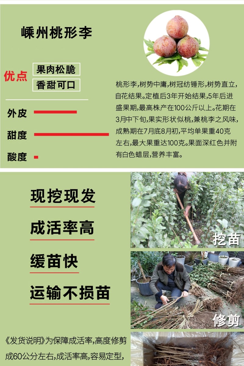 正宗嵊州金庭桃形李苗李子苗假一赔十对版包活优质嫁接