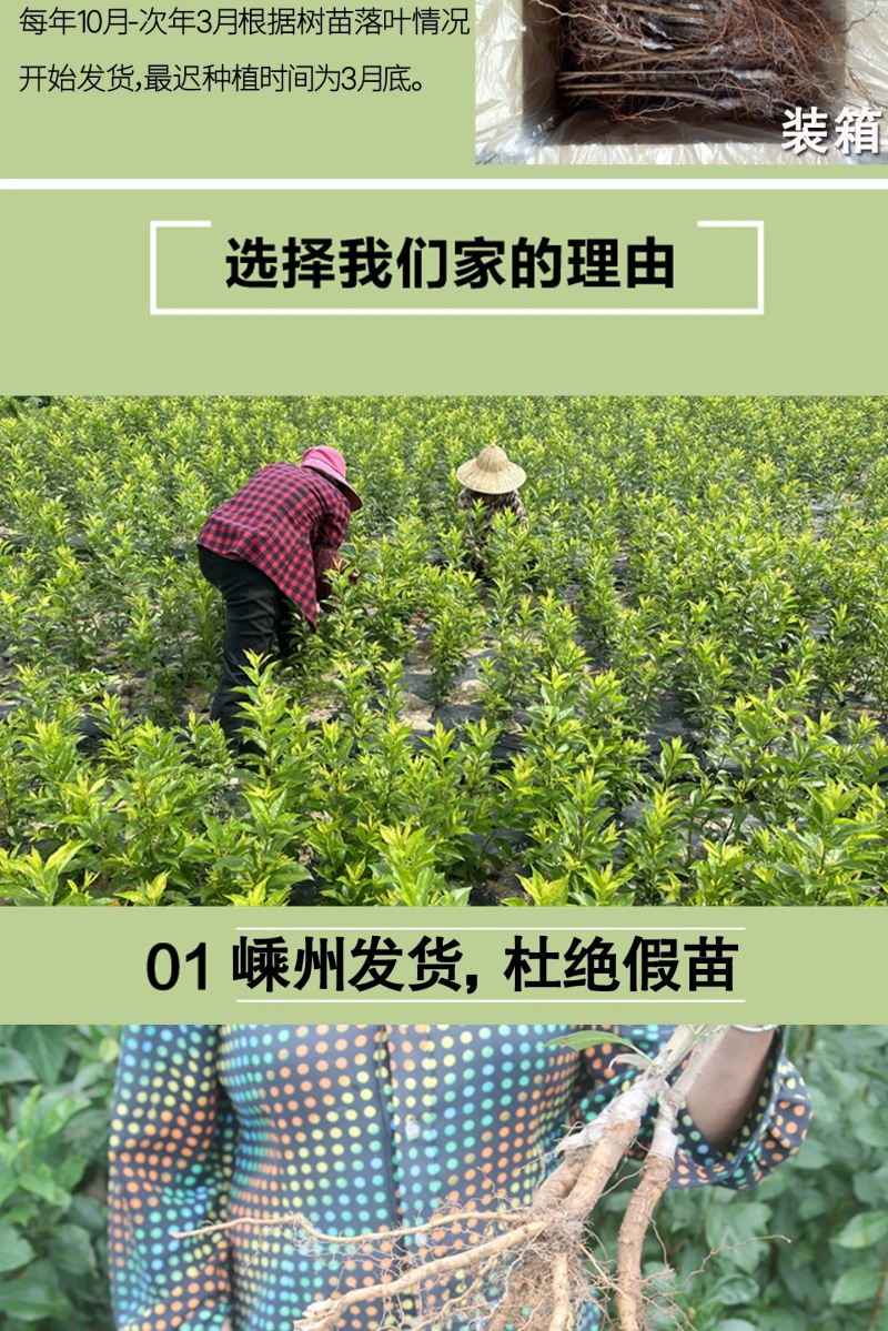 正宗嵊州金庭桃形李苗李子苗假一赔十对版包活优质嫁接