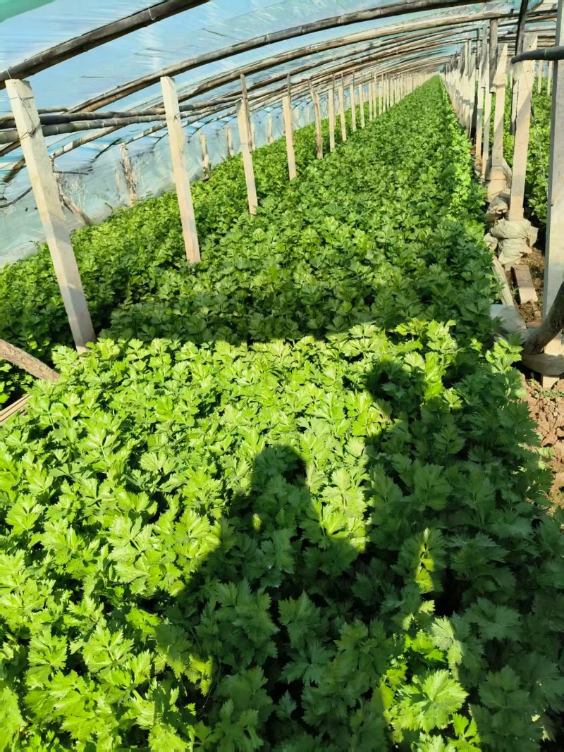 法国皇后穴盘芹菜苗，基地直发，保质保量，诚信经营，欢迎选购