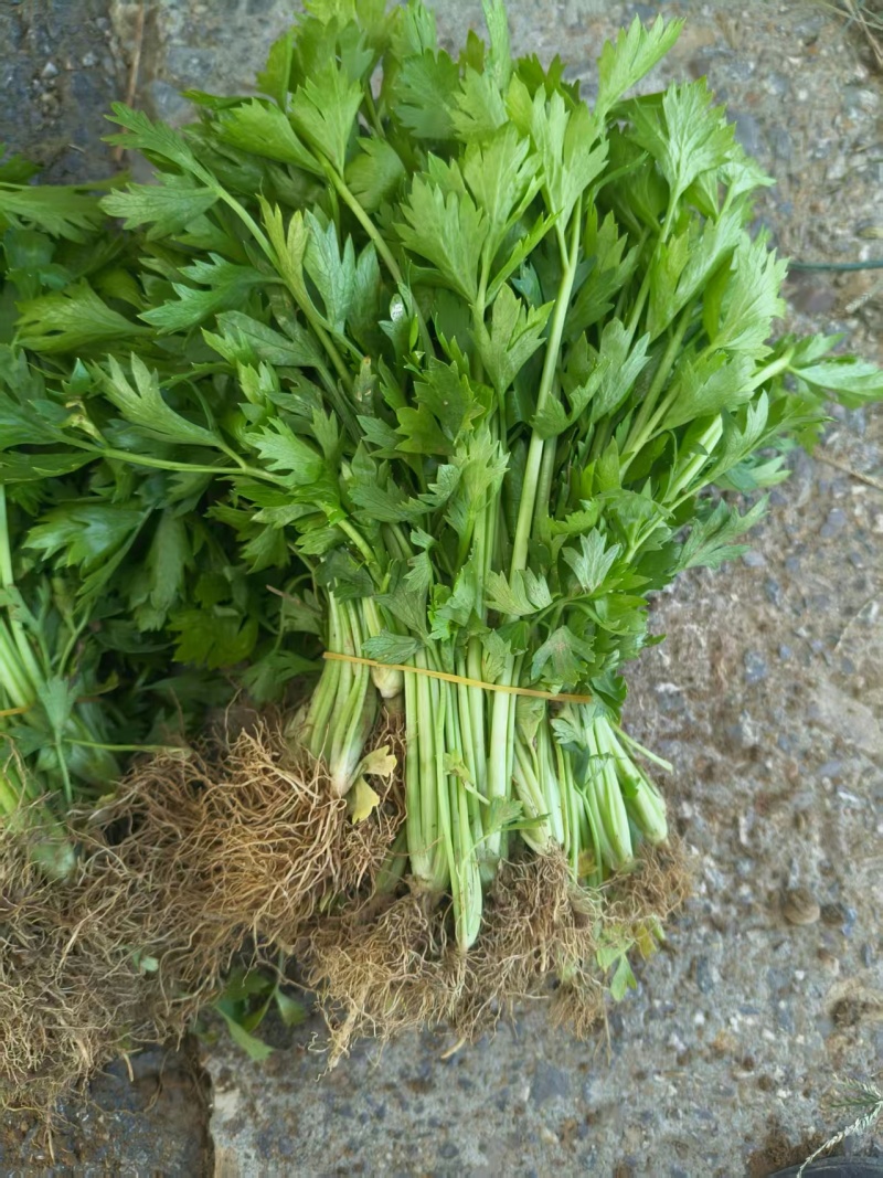 法国皇后穴盘芹菜苗，基地直发，保质保量，诚信经营，欢迎选购