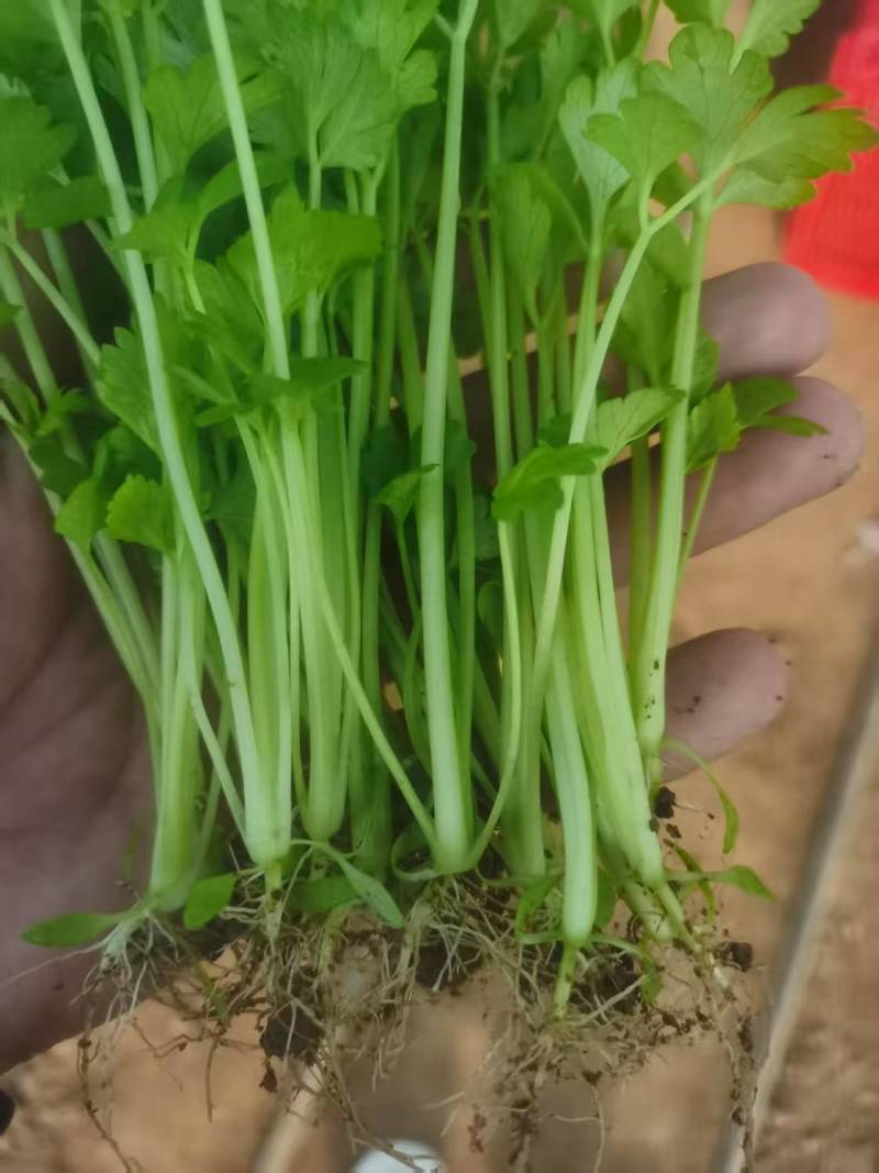 法国皇后穴盘芹菜苗，基地直发，保质保量，诚信经营，欢迎选购