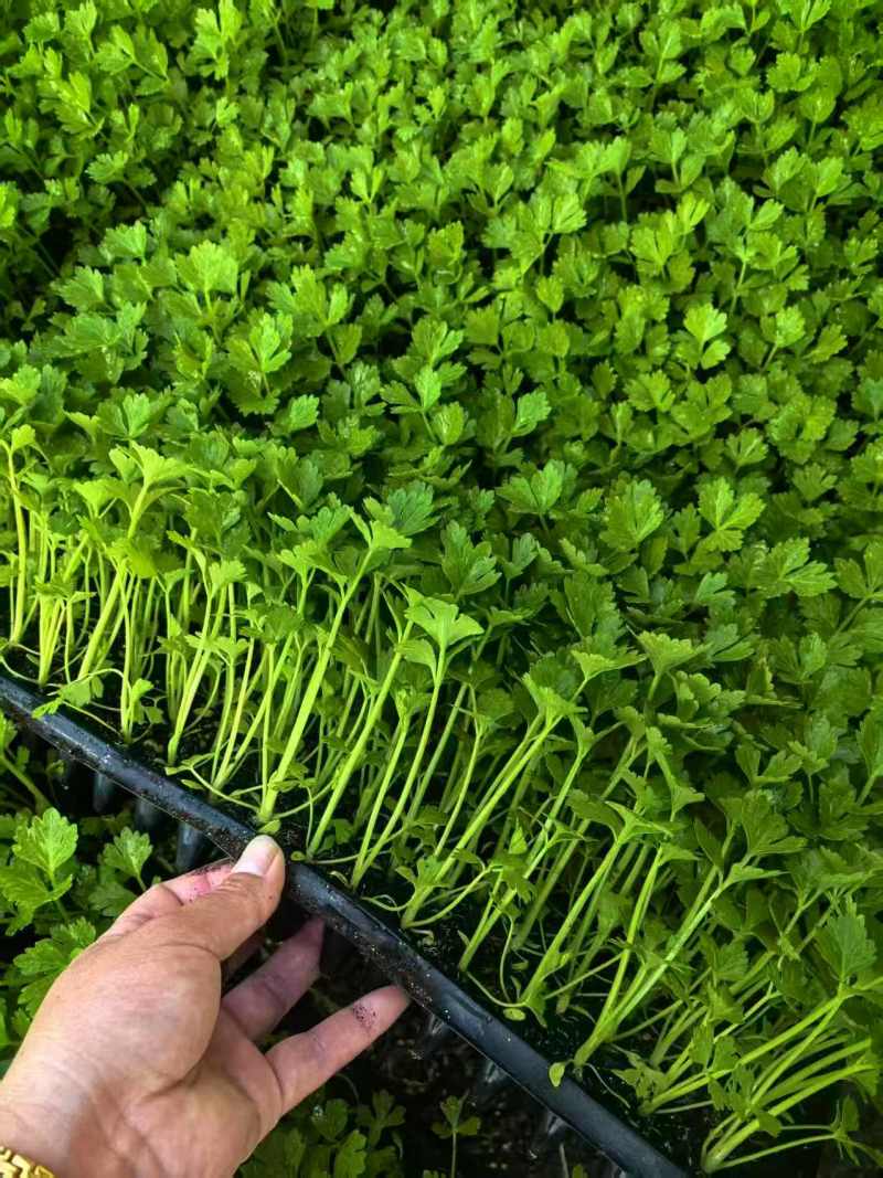 法国皇后穴盘芹菜苗，基地直发，保质保量，诚信经营，欢迎选购
