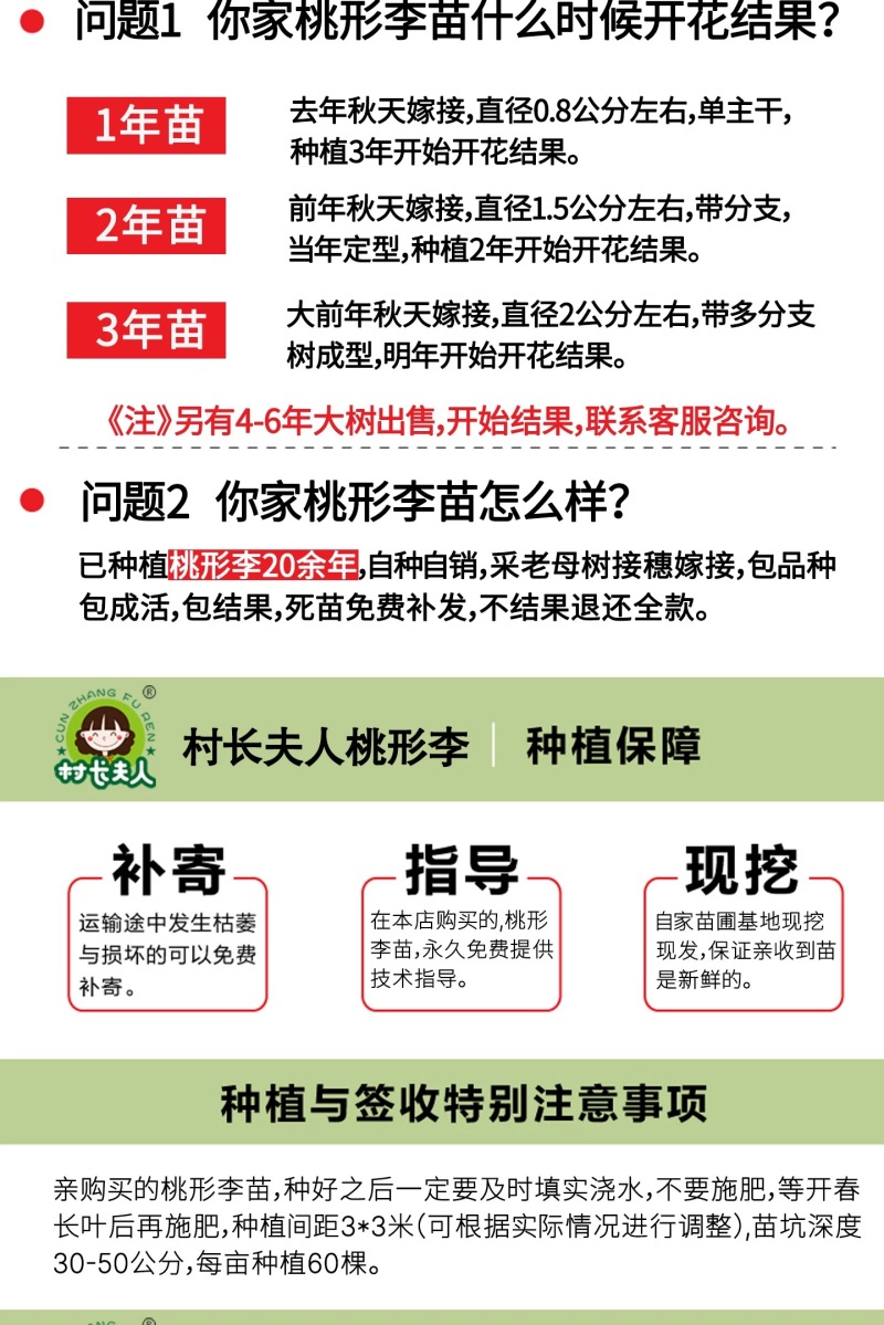 正宗嵊州桃形李苗红心李子苗假一赔十对版包活全国包邮