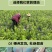 正宗嵊州桃形李苗红心李子苗假一赔十对版包活全国包邮