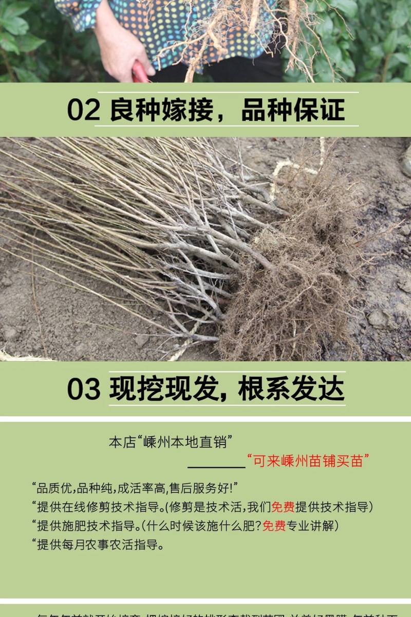 正宗嵊州桃形李苗红心李子苗假一赔十对版包活全国包邮