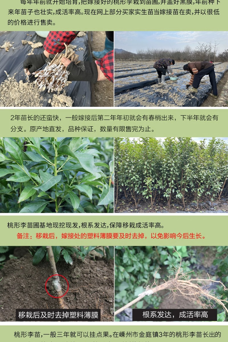 正宗嵊州桃形李苗红心李子苗假一赔十对版包活全国包邮