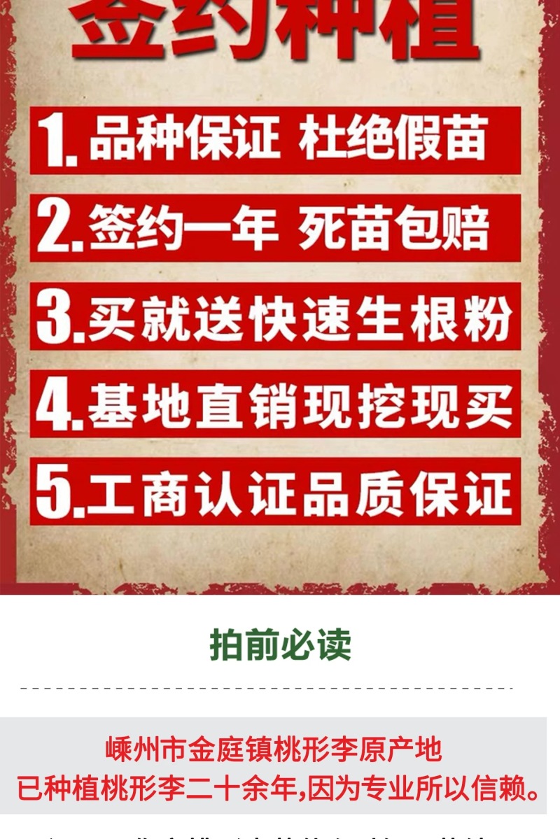 正宗嵊州桃形李苗红心李子苗假一赔十对版包活全国包邮