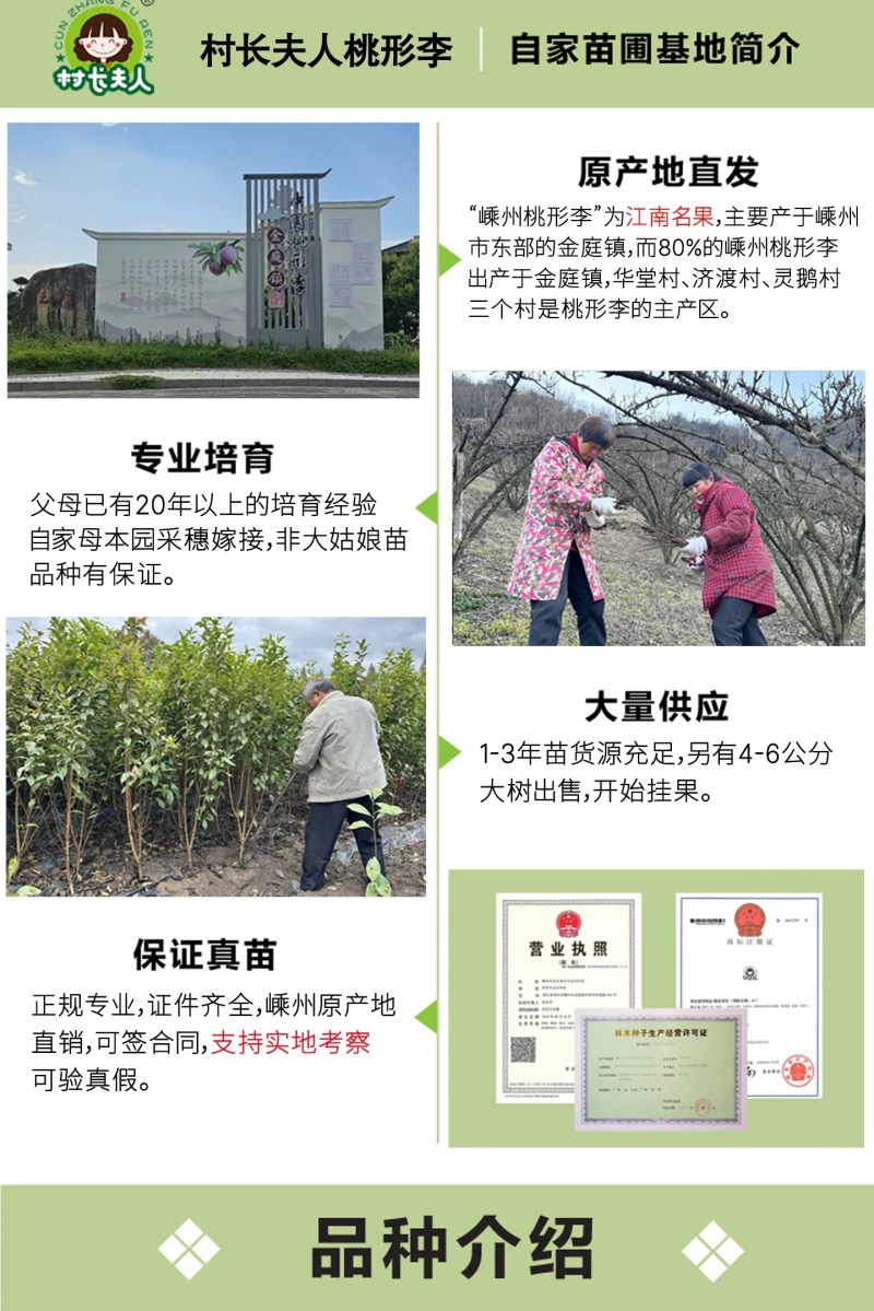 正宗嵊州桃形李苗红心李子苗假一赔十对版包活全国包邮