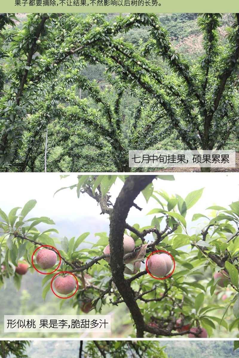 正宗嵊州桃形李苗红心李子苗假一赔十对版包活全国包邮