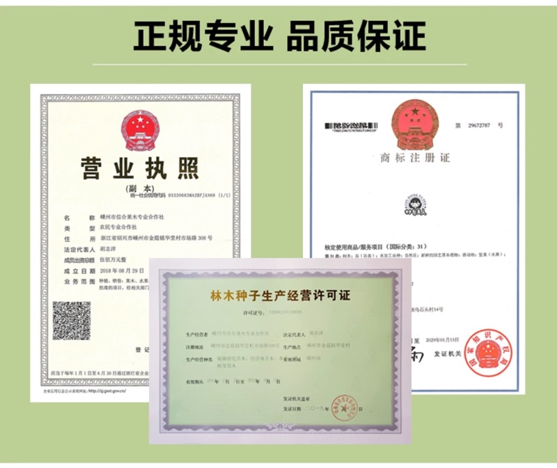 正宗嵊州桃形李苗红心李子苗假一赔十对版包活全国包邮